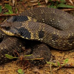Eastern hognose snake - Wikipedia
