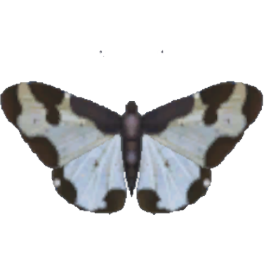 Clouded Border Moth - Hokko Life Wiki