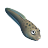 Tadpole