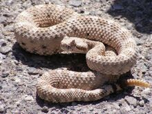 Rattlesnakeholes.jpg