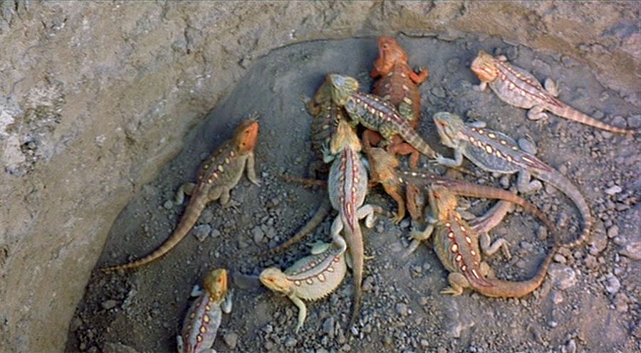 Yellow Spotted Lizard Holes Wiki Fandom