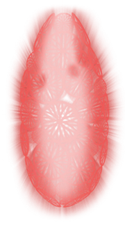 Grimm Shield