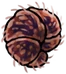 Твердорех