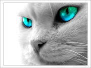 Cat-blue-eyes