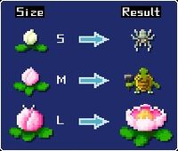 LilyGrowth