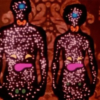 Endocrine Rough Cut Home Wiki Fandom