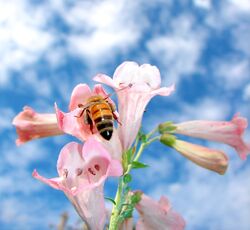 Pink Penstemons-3139