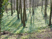 LOADs of wild garlic..