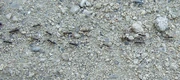 A line of ants
