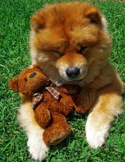 a puppy dog and it's teddy?