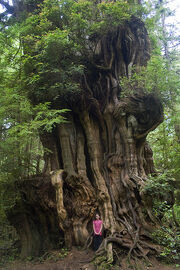 Big Cedar Tree, (tiny girl) Olympic National Park