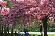 Cherry trees in bloom