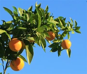 oranges on the tree branch