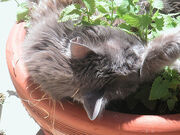 Bath in the Catnip