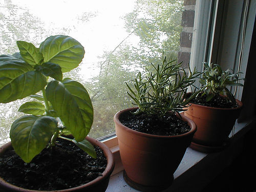 Basil Home Wiki Fandom