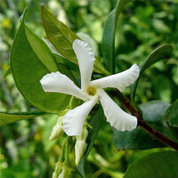 Jasmine