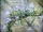 Rosemary