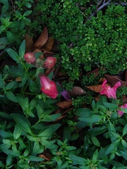 Thyme and snapdragons