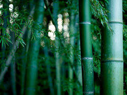 Bamboo thicket