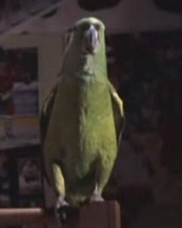 Parrot Home Alone Wiki Fandom Parrot Home Alone Wiki Fandom