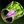 Alacrity Band.jpg