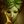 Gaia.jpg