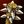 Savage Mace.jpg