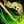 Wingbow.jpg