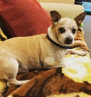 Lon Harris's pet dog, Taco.