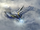Aquila