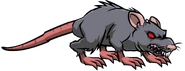 Giant Rat