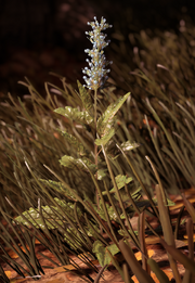 Shock Wax Root