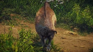 Boar (HZDR; rear).png (3.69 MB) A boar as seen from the back.