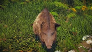 Boar (HZDR; front).png (3.85 MB) A boar as seen from the front.