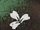 Riverbloom Leaf