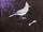 Jay Wishbone
