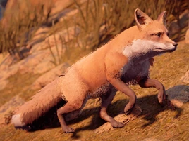 Fox