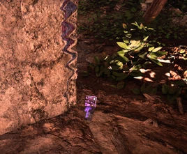 Buenavita Appearance