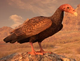 Meat the vulture