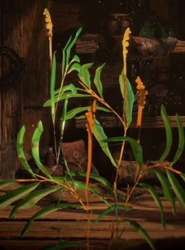 DeepwaterKindleweedOil