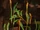 Deepwater Kindleweed Oil