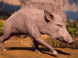 Boar