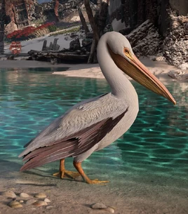 Pelican