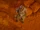 The Face of Extinction (HZDR; 280).png