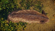 Boar (HZDR; top).png (3.36 MB) A boar as seen from above.