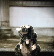 Rattus Rattus | Horrible Histories Wiki | Fandom