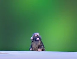 Scrappus Rattus | Horrible Histories Wiki | Fandom