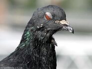 Evil-pigeon