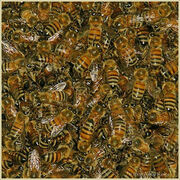 Bee-swarm 85811