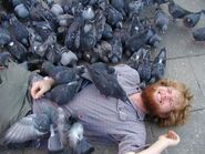 Pigeonsattack